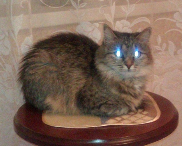 Котовторник 21.10.2014
