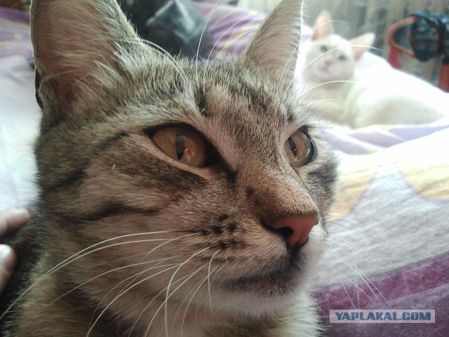 Котовторник 06.01.2015