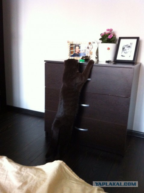 Котовторник