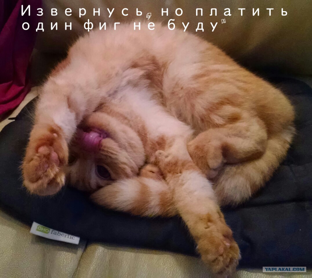 Медведев залечил раны, вернулся и поручил незамедлительно выполнить пожелания Путина по пенсиям Вяленая куриная грудка в домашних условиях рецепт