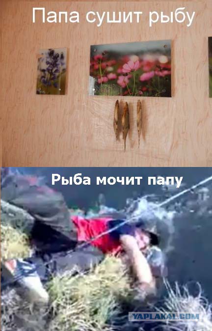 Приколы из сети