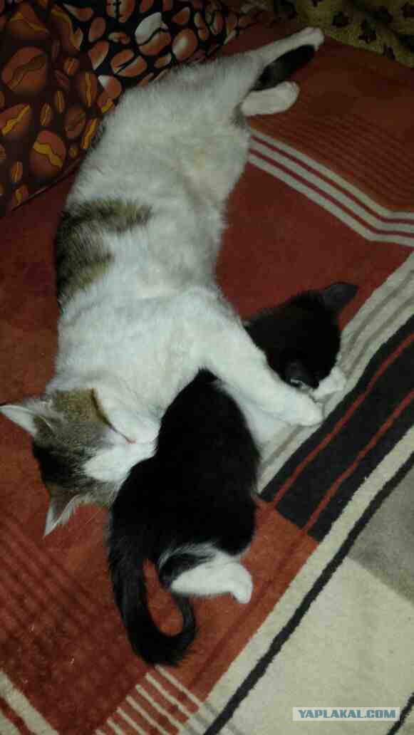 Котовторник