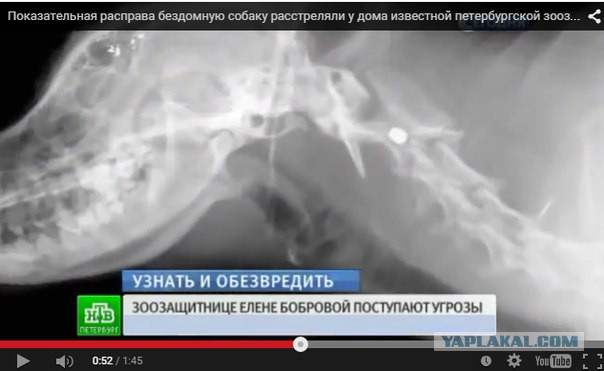 Зоотеррористку оригинально наказали догхантеры!