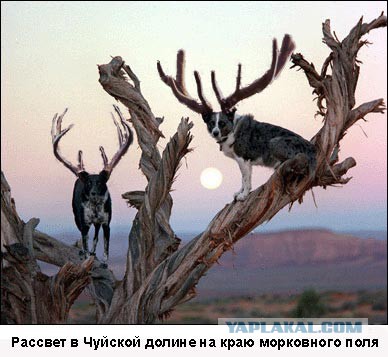 Живые души деревьев