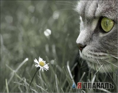 Коты, кошки, котята