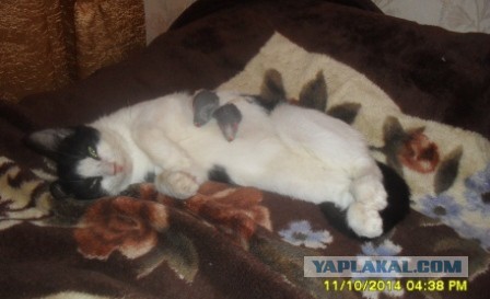 Котовторник 16.02.16