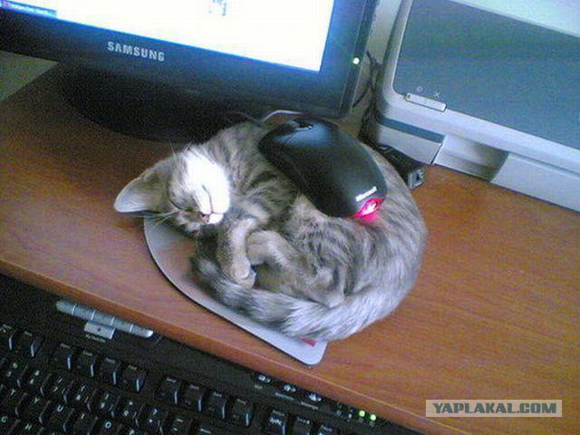 IT-Картинки
