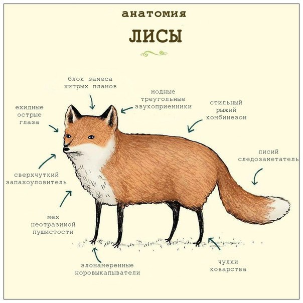 Наглая, рыжая морда.