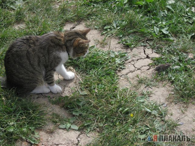 Внимание! У Ликоса пропала совесть!