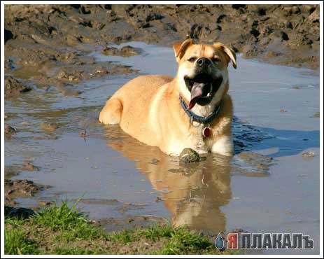 СОБАКИ и ЩЕНКИ. Все про собак!