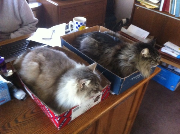 Коробочные коты или кошачий склад