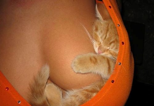 20 мест, в которых не должно было быть кота, но вот он