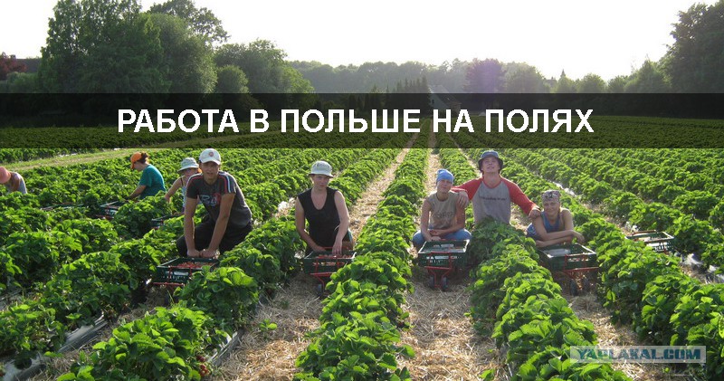 Картинки по запросу украинцы вкалывают на плантациях в Польше