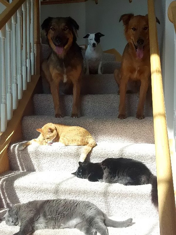 Коты и Кошки
