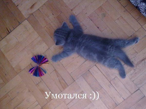 Коты и Кошки
