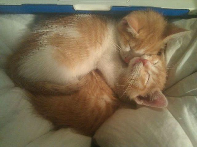 Коты и Кошки