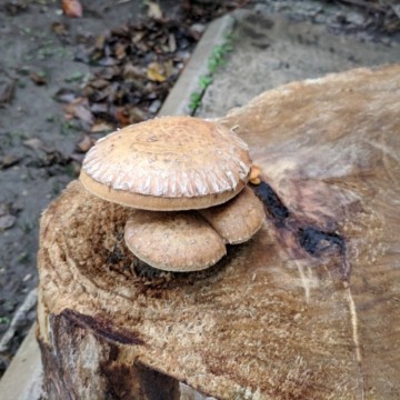 А у нас начало грибного сезона