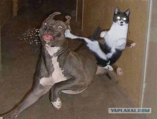 Не надо было обижать котейку