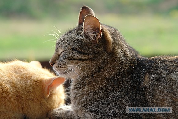 Котовторник на ЯПлакалъ (20.05.08), прикольные коты, добавляем свои!