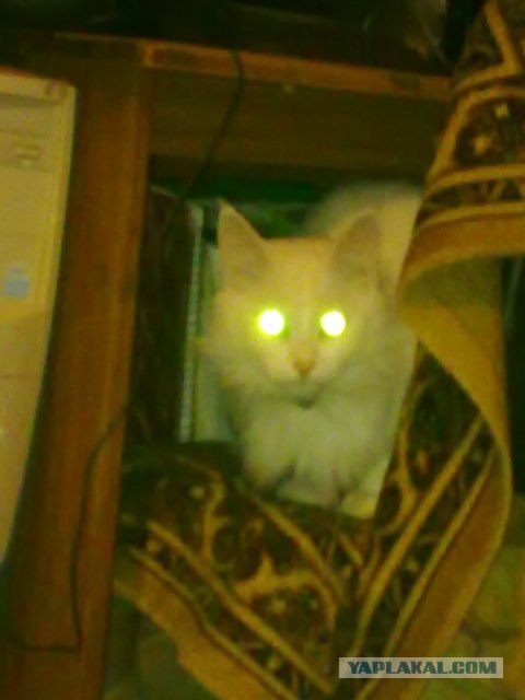 Котовторник с Кузей