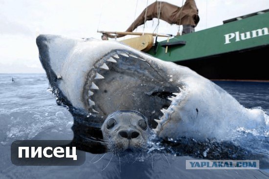 Фотожаба: Испуганый морской котик