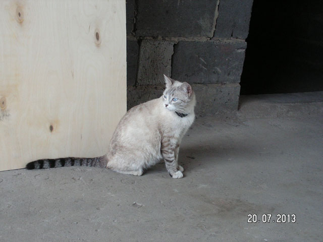 Рыжий