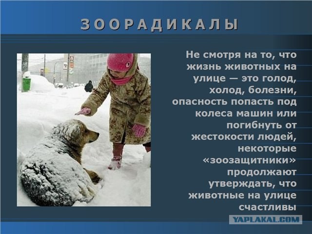 Почему в Якутске годами не могут решить проблему с бездомными собаками?