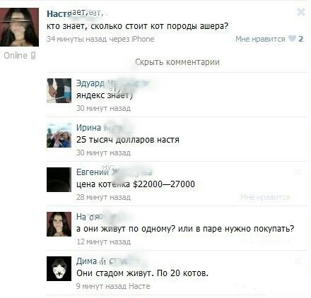 Кошка ашера: что за зверь?