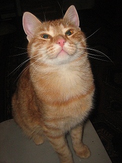 МИРУ - МИР ! Котикам - котовторник !