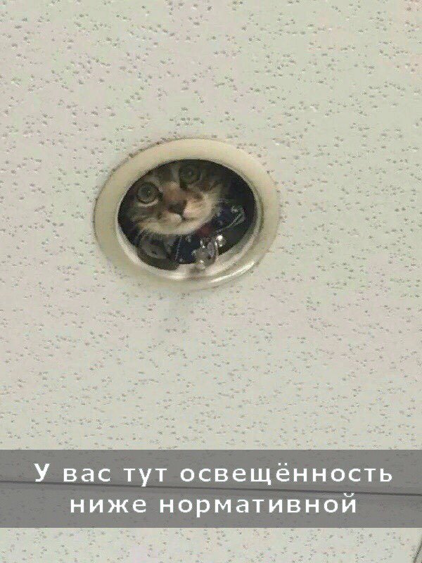 Картинки. Баян-прибоян Япа