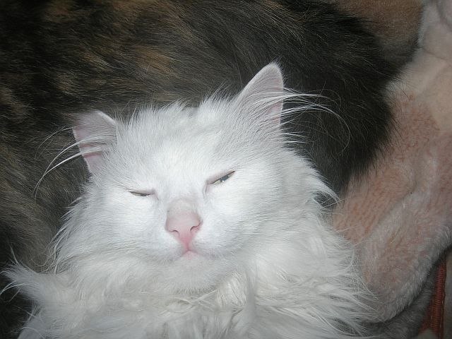 Котоюмор на ЯП. Веселые кото-картинки!