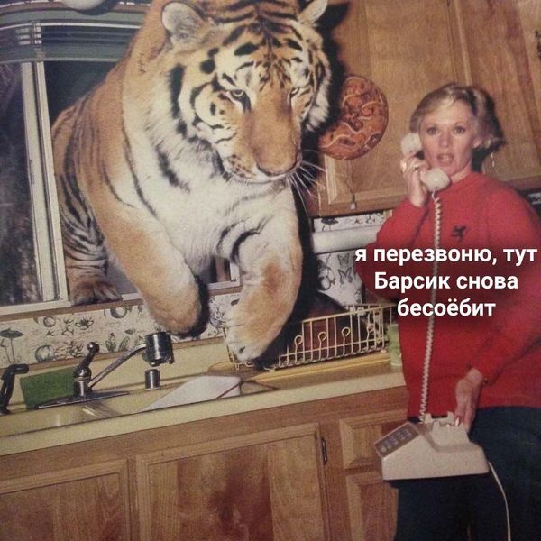 «Просто прогулялся». Упитанный тигр заглянул во дворы в Приморском крае