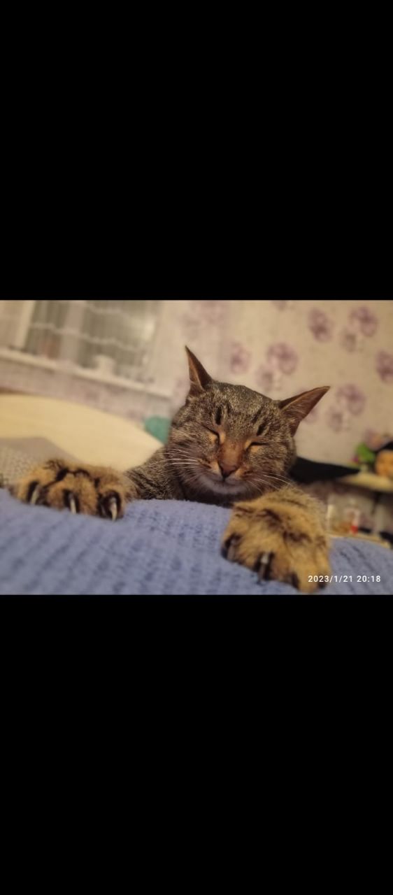Веселая ферма: кошка из капкана оказалась домашней