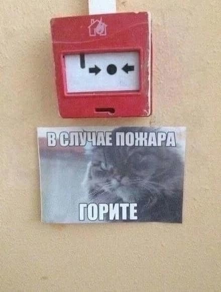 К котовторнику: подборка картинок-баянов с котиками и про котиков. Выпуск 4