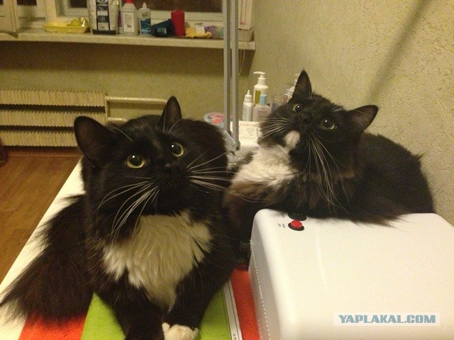 Котовторник 9.07.2013