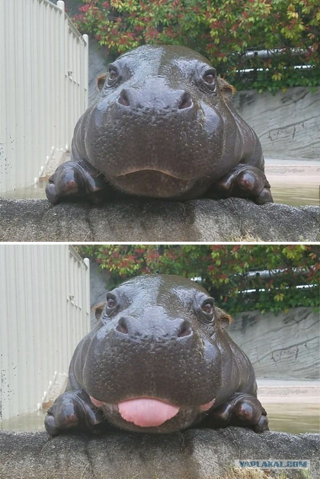 Бегемот