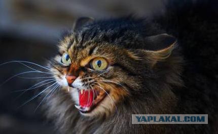 Ты на кого замахнулась...