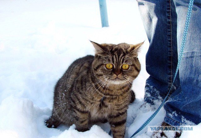 Котовторник 25.02.2014