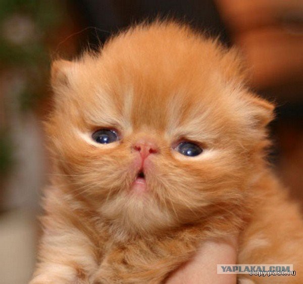 Имена для котов рыжих