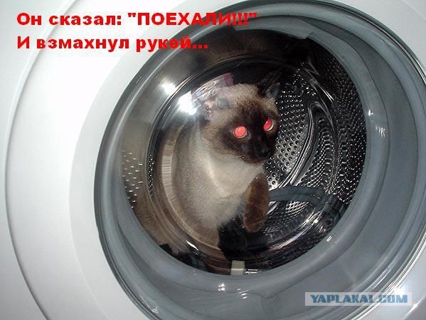 Братишки, я вам картинок принёс!