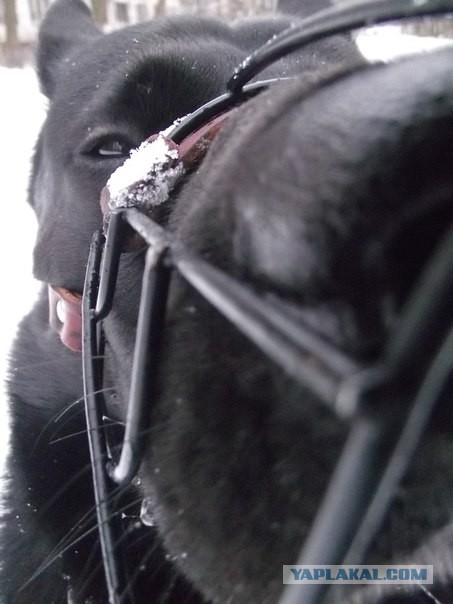 Нападение бойцовой собаки. 18+