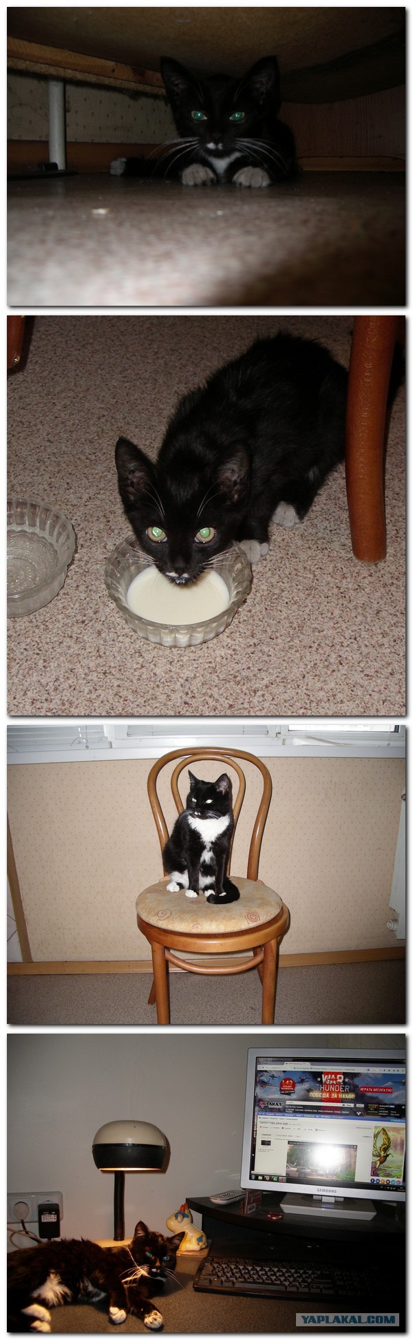 Котовоскресенье