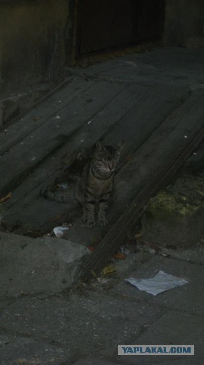 Котовторник 04.08.2015