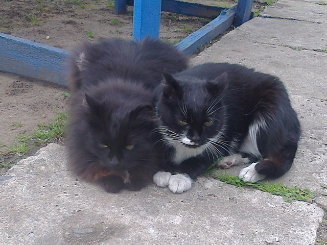 Котовторник 29-09-2015,