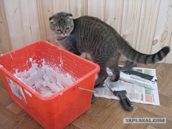 Котовторник 03.11.2015