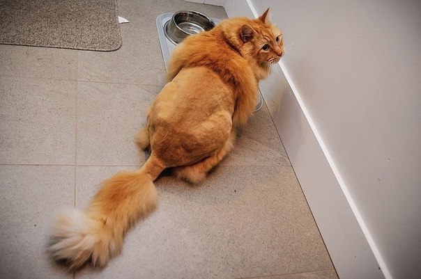Мохнатые беспредельщики