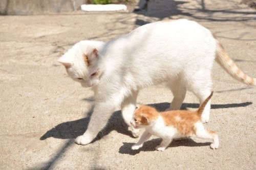 Коты и Кошки
