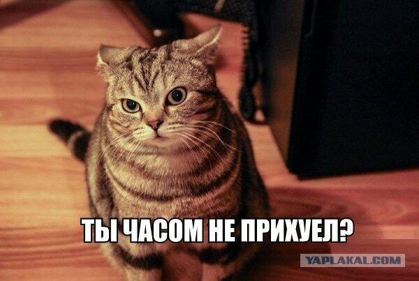Сатана, а не кот!
