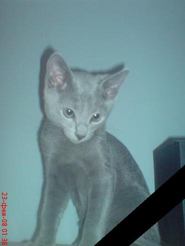 Котомет на вторник (15.04.2008)