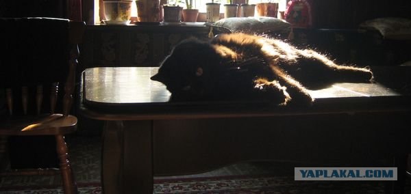Котовторник на вторник! (30.09.2008)